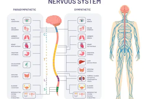 Schéma du système nerveux autonome, comparant les effets parasympathique et sympathique sur divers organes.