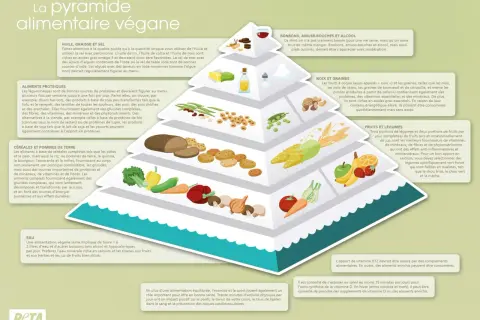 Pyramide alimentaire végétalienne : huiles, noix et graines sont une source de lipide essentielle.