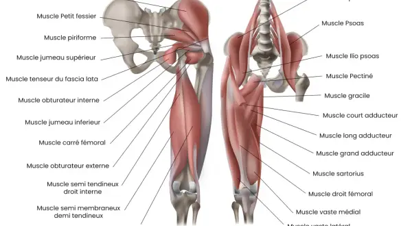 Anatomie du bassin et de la cuisse, montrant le muscle moyen fessier et les muscles autour de la hanche.